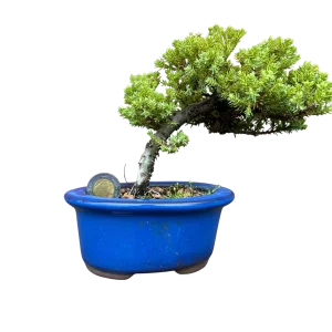 Juniperus procumbens nana - Shakkan