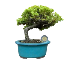 Juniperus procumbens nana - Moyogi