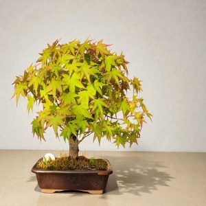 Acer palmatum - 7 años