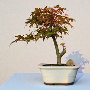 Acer Palmatum var. Deshojo - 4 años #3