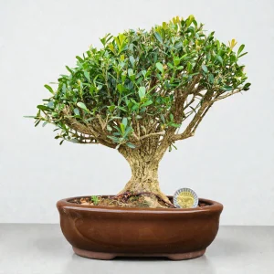 Buxus - 6 años #2