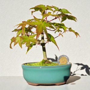 Acer Palmatum var. Deshojo - 3 años #4