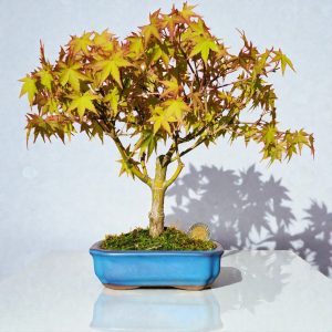 Acer Palmatum var. Deshojo - 5 años