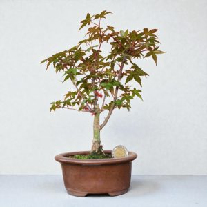 Acer Palmatum var. Deshojo - 4 años #4
