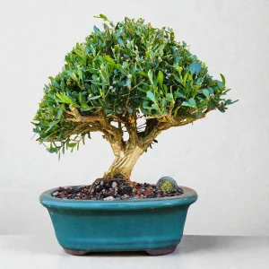Buxus - 7 años