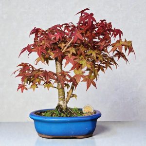 Acer Palmatum var. Deshojo - 4 años #7