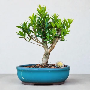 Cerezo enano - 6 años #2