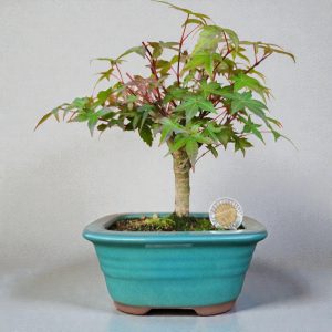 Acer Palmatum var. Deshojo - 5 años #2